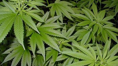 20 tona yaxın çətənə kolu məhv edilib