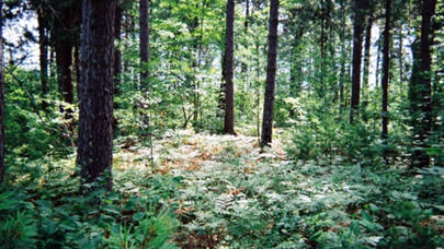 İstirahətə getdilər, başlarına oyun gəldi