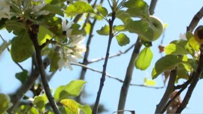 Alma ağacı həm bar verib, həm də yeni çiçək açıb