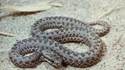 Göygöl sakinini ilan sancıb