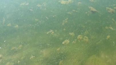 Girdiman çayının suyu yaşıl rəngə boyanıb, dadı dəyişib