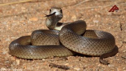 Tovuz sakinini ilan sancıb
