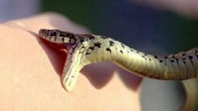 Göyçayda 80 yaşlı kişini ilan sancıb