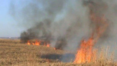 Şəkidə taxıl sahəsi yandı