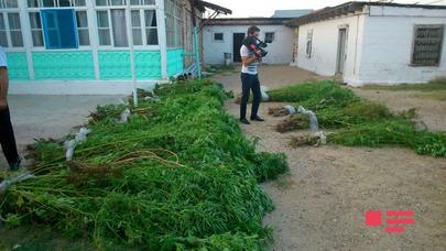 Hacıqabulda narkotik bitki becərən şəxs saxlanılıb - FOTO