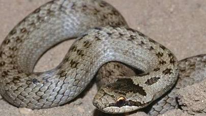 Şəmkir sakinini ilan sancıb