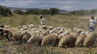 Çobandan İNSANLIQ DƏRSİ – 200 dollar tapdı...