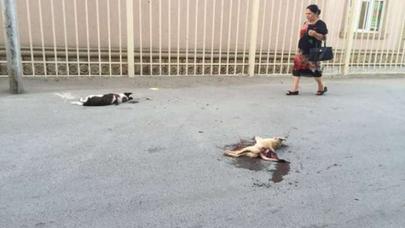 Pirallahıda VƏHŞİLİK - FOTOLAR