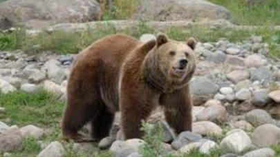 Qəbələ-İsmayıllı yolunda avtomobil ayı vurdu - FOTOLAR