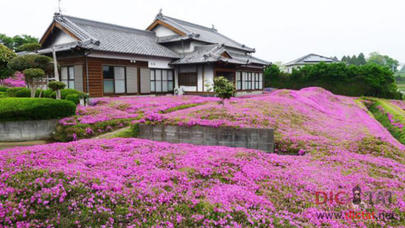 Əri gözü görməyən həyat yoldaşı üçün 2 il durmadan gül əkdi ki... - FOTOLAR