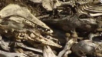 Azərbaycanda dəhşətli görüntülər - Kütləvi qətliam - VİDEO