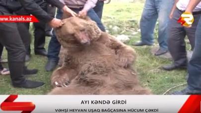 Uşaq bağçasına hücum edən ayının görüntüləri yayıldı - VİDEO (YENİLƏNİB)