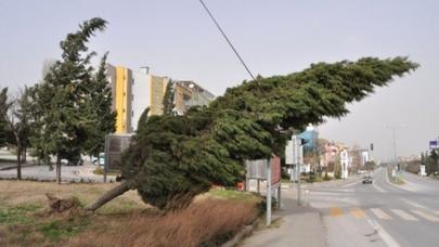 Qasırğanın fəsadları – Tovuzda 7 kənd işıqsız qaldı