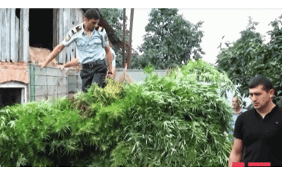 Balakəndə əməliyyat: Həyətdə narkotik plantasiyası - FOTO